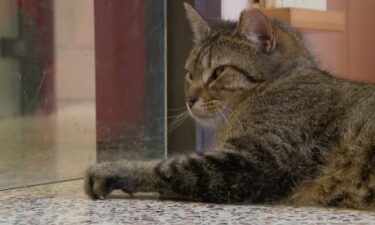 A massive rescue spanning four counties within 72 hours left the Animal Humane Society stretched thin.