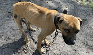 The operation resulted in the rescue of 160 dogs.