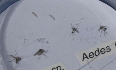 The program releases millions of sterilized mosquitos — meaning they're unable to reproduce — in some of the biggest trouble areas in Southern California.