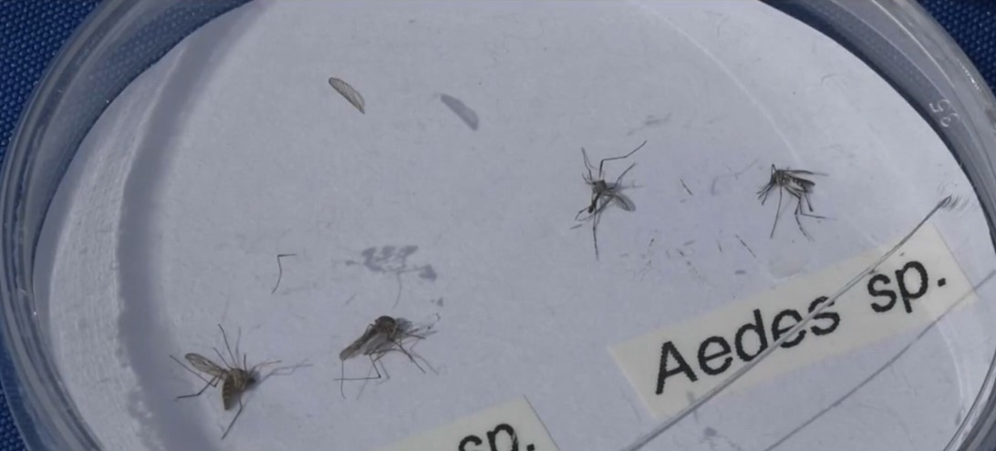 <i>KCAL/KCBS via CNN Newsource</i><br/>The program releases millions of sterilized mosquitos — meaning they're unable to reproduce — in some of the biggest trouble areas in Southern California.