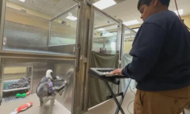 The Denver Animal Shelter is using music to make pets waiting for adoption more comfortable and less stressed.