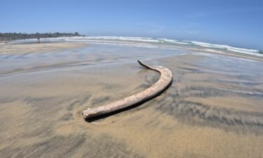 A piece of bone in the vicinity of where a whale carcass washed up on a La Jolla beach the morning of May 14.