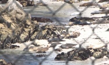 A recent study is looking at potential reasons for a seal population decrease in Pacific Grove.