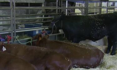 State restrictions due to bird flu led to the postponement of the dairy cattle and poultry shows this year.