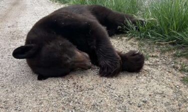 A black bear was struck and killed by a vehicle near Bear Lake
