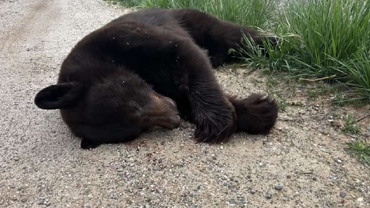 <i>KSL/Utah Division of State Parks via CNN Newsource</i><br/>A black bear was struck and killed by a vehicle near Bear Lake