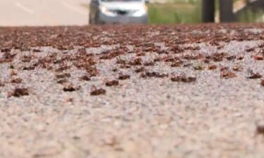 Mormon crickets swarm Holden and Fillmore