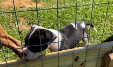 Stacey and Max have rescued 21 dogs and 15 cats. They live in a rural area where they say dogs are often dumped.