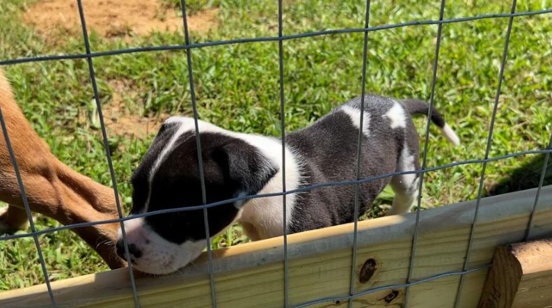 <i>KTBS via CNN Newsource</i><br/>Stacey and Max have rescued 21 dogs and 15 cats. They live in a rural area where they say dogs are often dumped.