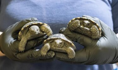 The boys join the Golden Girls — four female tortoises hatched earlier this year who were named Dorothy