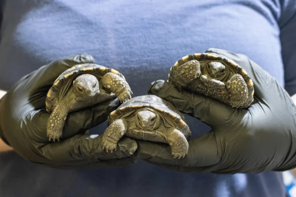 <i>Philadelphia Zoo/KYW via CNN Newsource</i><br/>The boys join the Golden Girls — four female tortoises hatched earlier this year who were named Dorothy