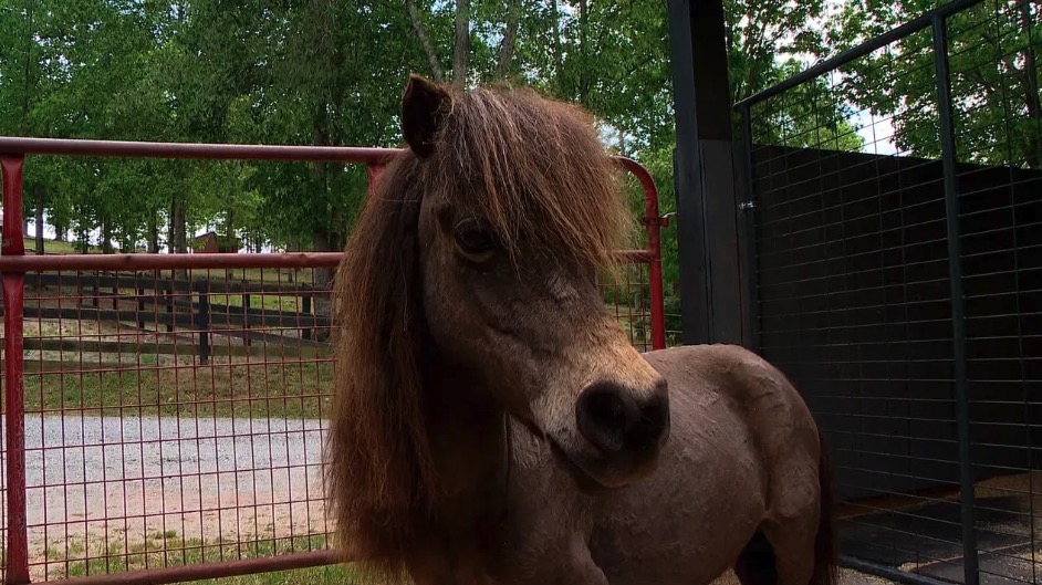 <i>WLOS via CNN Newsource</i><br/>One of four mini horses recovering at a local rescue after Madisonrose Sprinkle signed away ownership of the horses and other animals