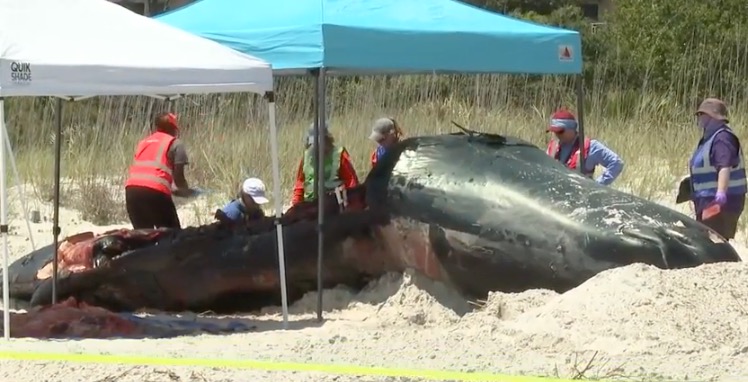 <i>WJCL via CNN Newsource</i><br/>A male sperm whale washed ashore on Hilton Head Island over the weekend and drew dozens of onlookers to Coligny Beach days later. Crews worked throughout Monday to conduct a necropsy and bury the massive marine mammal's feet beneath the sand.