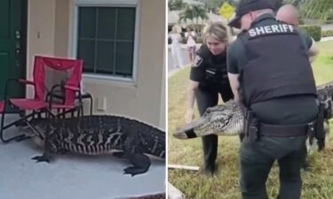 A Florida homeowner had an unexpected visitor Friday morning when an alligator was spotted knocking — literally — on front doors in the Tortuga community