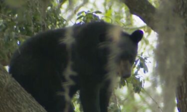 The Florida Fish and Wildlife Conservation Commission is proposing a black bear hunt in December to address