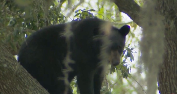 <i>WESH via CNN Newsource</i><br/>The Florida Fish and Wildlife Conservation Commission is proposing a black bear hunt in December to address