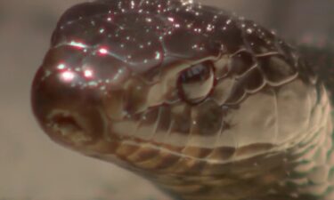 The Central Florida Zoo is actively involved in a conservation effort focused on breeding and releasing the rare Eastern indigo snake back into its native habitat.
