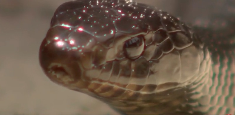 <i>WESH via CNN Newsource</i><br/>The Central Florida Zoo is actively involved in a conservation effort focused on breeding and releasing the rare Eastern indigo snake back into its native habitat.