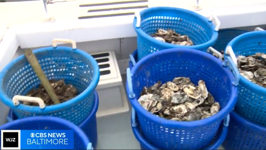 <i>WJZ via CNN Newsource</i><br/>More than 31