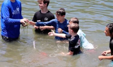 Students from Crystal River Primary School brought their classroom to Hunter Springs Park to learn how to plant eelgrass.