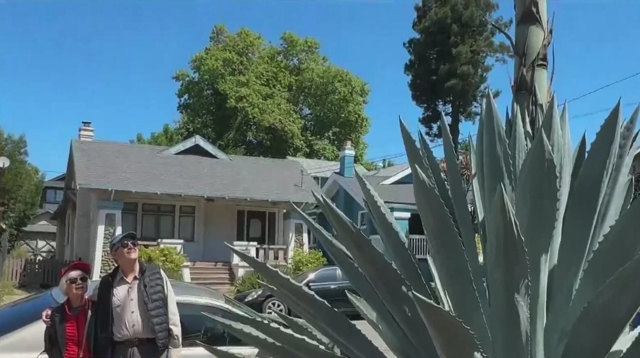 <i>KPIX via CNN Newsource</i><br/>The life cycle of a massive plant in an Oakland neighborhood is coming to an end