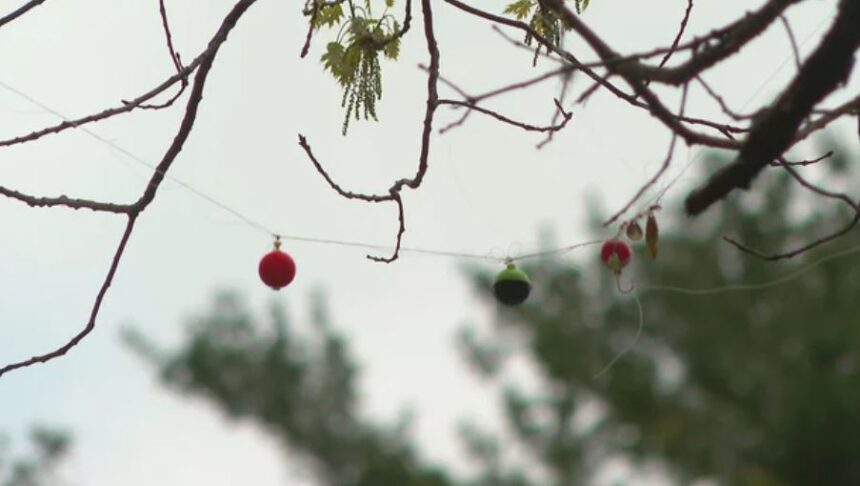 <i>WBZ via CNN Newsource</i><br/>Fishing line caught in tree at Menotomy Rocks Park in Arlington