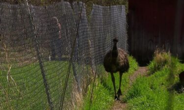 Beth and Eric Engstrom have the E2's Emu Ranch in Chisago County