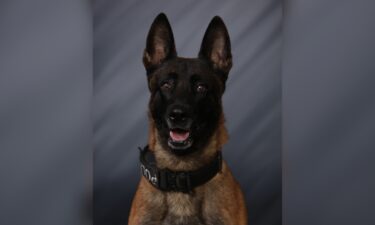 An off-duty New Palestine officer was bitten by a Greenfield Police K9 on Monday
