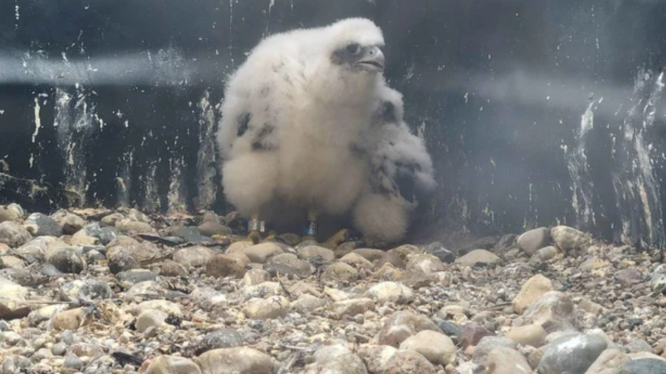 <i>WWJ/Macomb County Government via CNN Newsource</i><br/>Three Peregrine falcon chicks that recently hatched in Mount Clemens