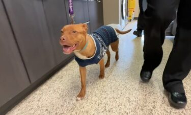 A dog named Monroe is receiving medical treatment after suffering severe burns in Detroit. It's the second such case in recent weeks that has animal advocates concerned about a possible connection.