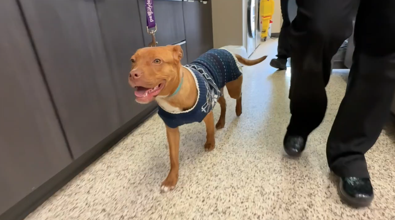 <i>WXYZ via CNN Newsource</i><br/>A dog named Monroe is receiving medical treatment after suffering severe burns in Detroit. It's the second such case in recent weeks that has animal advocates concerned about a possible connection.