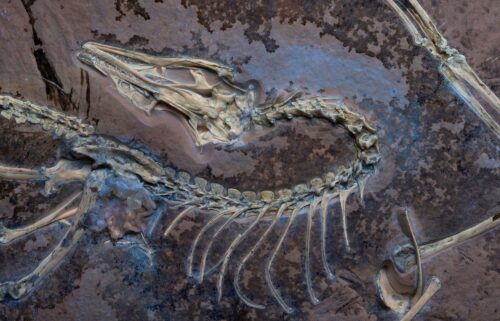 Shown here is a reconstruction of Archaeopteryx