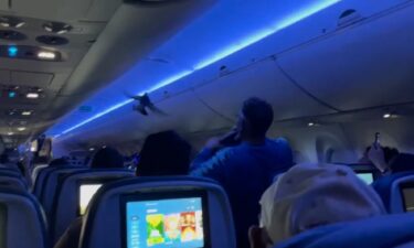 A bird flies inside Delta Air Lines flight 2348