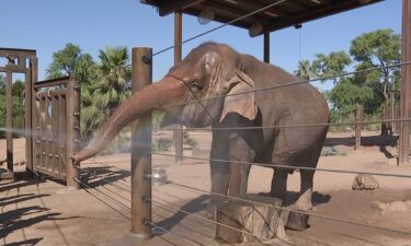Indu arrived at the Phoenix Zoo in 1998.