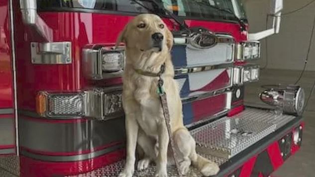<i>Midlothian Fire Department/KTVT via CNN Newsource</i><br/>A North Texas fire department is mourning after learning of the death of its beloved firehouse dog that went missing after a storm moved through the area last week.