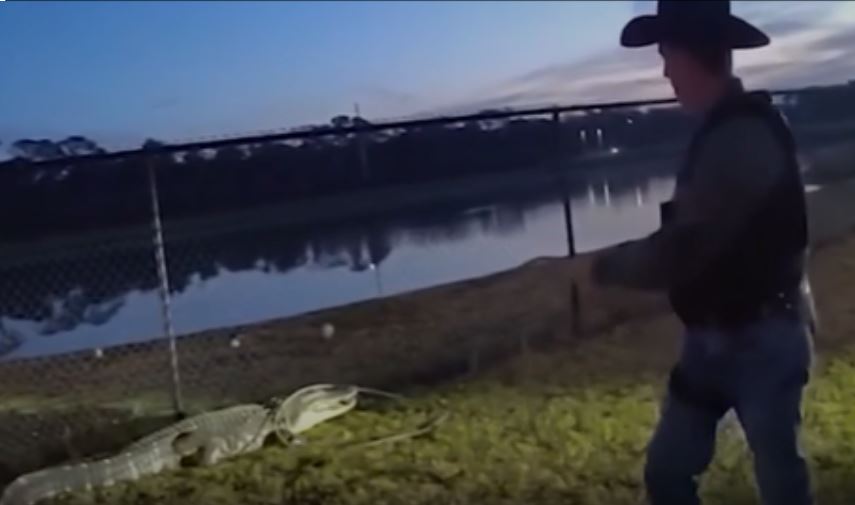<i>@ManateeSheriff/WESH via CNN Newsource</i><br/>A Florida deputy quickly sprang into action when an unexpected visitor—a gator—was spotted at a high school.