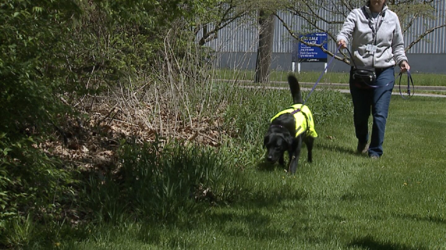 <i>WEWS via CNN Newsource</i><br/>Juno the black labrador retriever