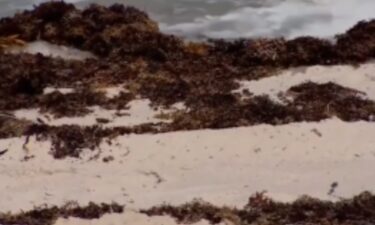 Scientists have a very smelly prediction for Florida beaches this year.