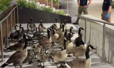The Maryland Department of Natural Resources pulled oil-covered animals from Baltimore's harbor after a fuel spill.