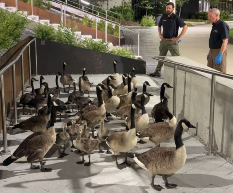 <i>WBAL via CNN Newsource</i><br/>The Maryland Department of Natural Resources pulled oil-covered animals from Baltimore's harbor after a fuel spill.