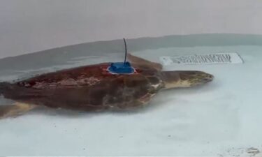 A subadult amputee loggerhead sea turtle was returned to the ocean after being found debilitated from severe predator bite wounds.