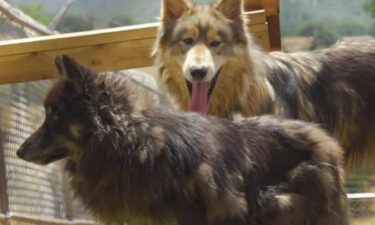 The seemingly aggressive wolf-dogs that were on the loose in Natomas recently have been rescued by a California sanctuary