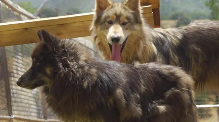 <i>KOVR via CNN Newsource</i><br/>The seemingly aggressive wolf-dogs that were on the loose in Natomas recently have been rescued by a California sanctuary
