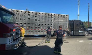 Northern California firefighters helped keep cows cool by spraying them with water after the truck that was transporting them broke down on May 31.