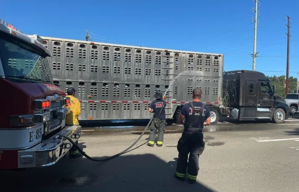 <i>El Dorado Hills Fire Department via CNN Newsource</i><br/>Northern California firefighters helped keep cows cool by spraying them with water after the truck that was transporting them broke down on May 31.