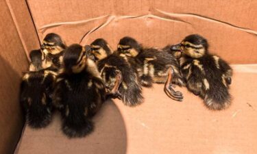 Northeast Adams Fire and EMS volunteer firefighters rescued the six ducklings after they fell into a storm drain on Abbotstown Street in East Berlin.