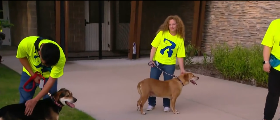 <i>KTVT via CNN Newsource</i><br/>An 8-year-old animal welfare advocate served up refreshing lemonade on June 8 to raise awareness and help dogs at the Garland Animal Shelter.