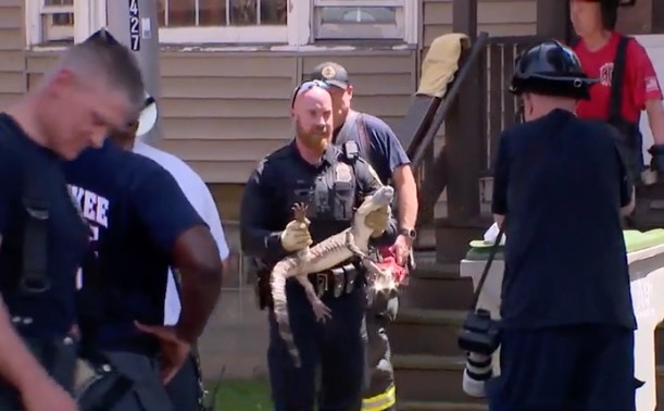 <i>WISN via CNN Newsource</i><br/>An alligator was recovered from the basement of a house on 14th and Scott streets in Milwaukee on June 21 after a fire damaged the building.