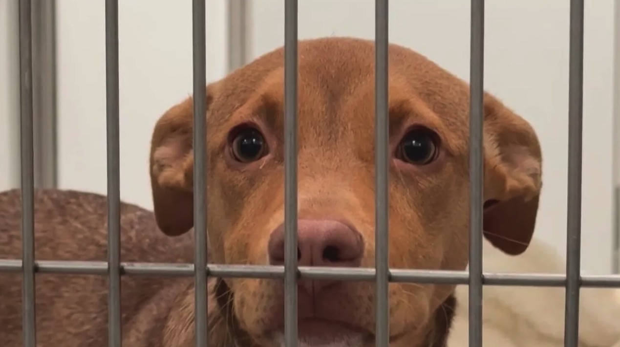 <i>KPIX via CNN Newsource</i><br/>The COVID-19 pandemic is still having a deadly effect on the pet population. The number of unwanted animals is straining San Francisco's shelter capacity to the breaking point