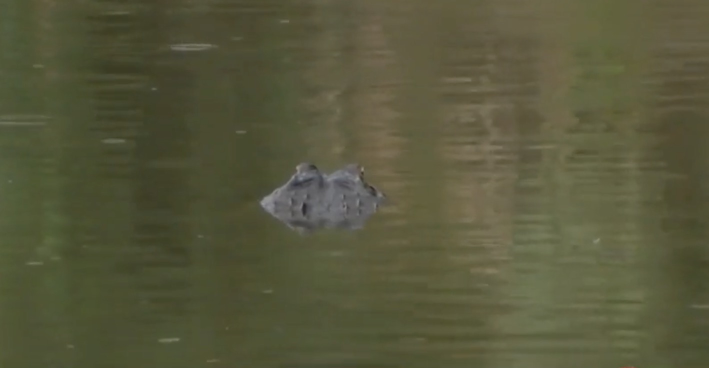 <i>WESH via CNN Newsource</i><br/>The woman who died after an alligator attack in May was bitten in the torso after being knocked into the water from a canoe